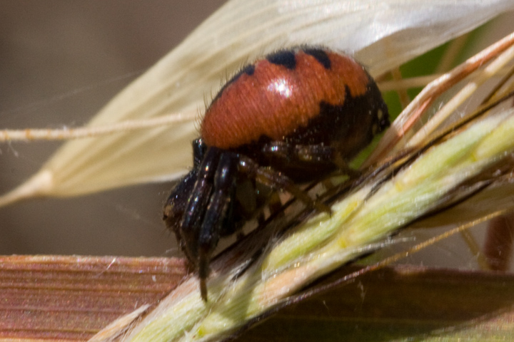 Synaema globosum